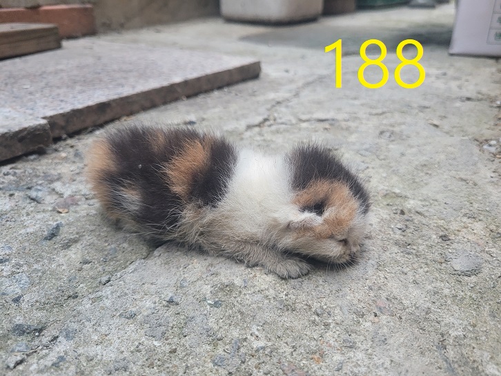 신영재동물병원_428355202300321
